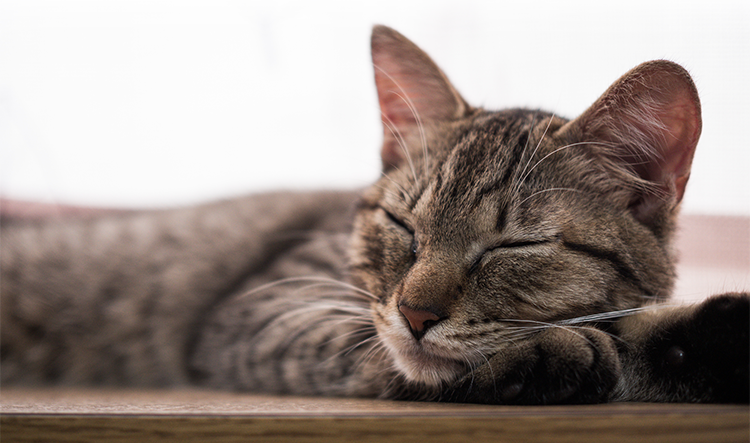 寝ている猫ちゃん