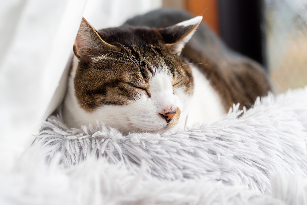 寝ている猫ちゃん